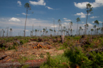 Photos de la tempête KLAUS, débardage des bois