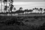 Photos de la tempête KLAUS, Lande de Gascogne