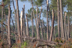 Photos de la tempête KLAUS, Lande de Gascogne