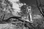 Photos de la tempête KLAUS, le lendemain..