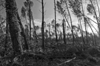 Photos de la tempête KLAUS, le lendemain..