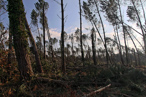 29 janvier 2009 - Photos du massif forestier des Landes aprés le passage de la tempête Klaus - chablis  de pins