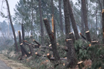 Photos de la tempête KLAUS, le lendemain.. La route de Sabres a Luxey